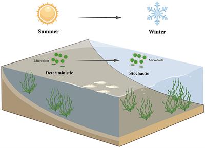 Deterministic processes dominate microbial assembly mechanisms in the gut microbiota of cold-water fish between summer and winter